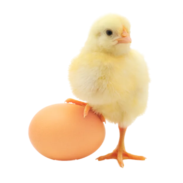 pollito-sobre-huevo-contacto-avicola-alianza