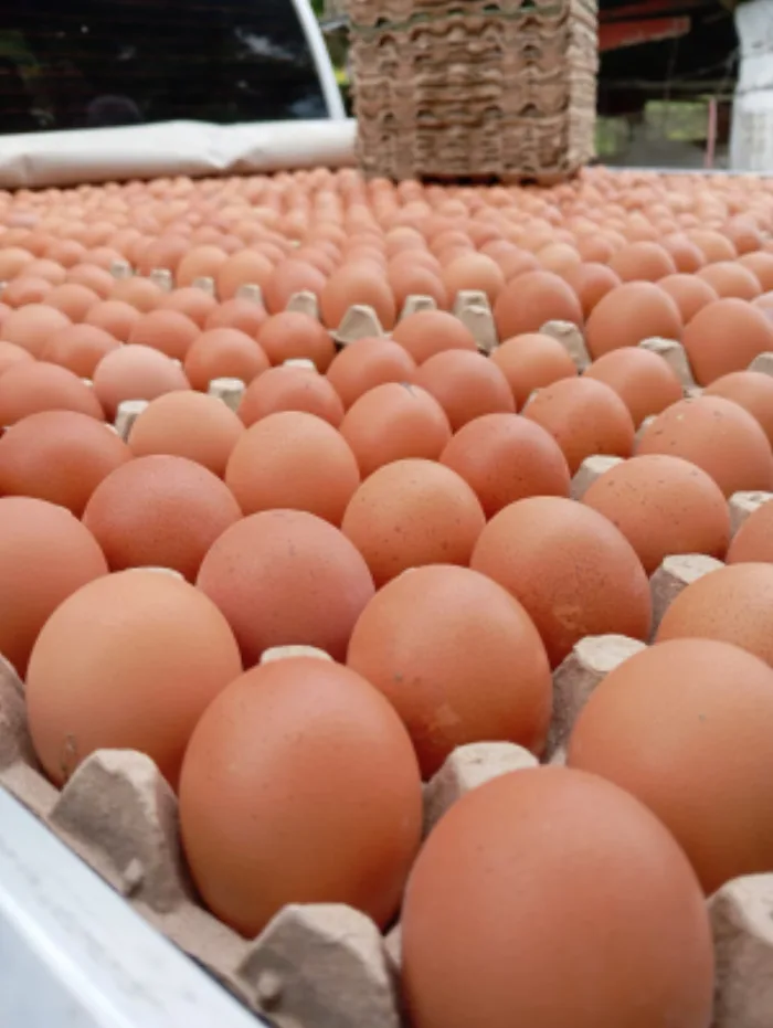 galeria-cubetas-huevos-avicola-alianza