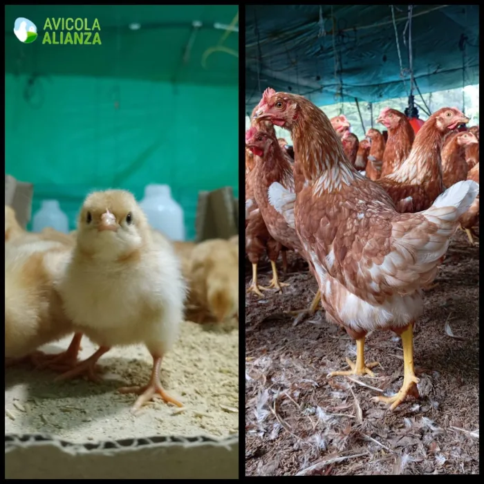 galeria-pollito-avicola-alianza