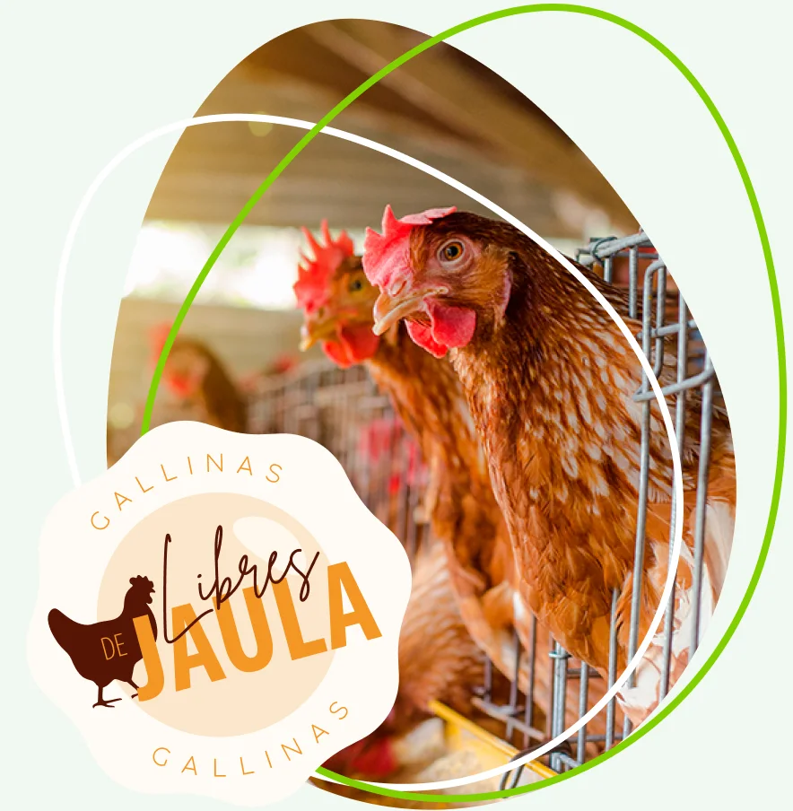 gallinas-libres-de-jaula-sello-avicola-alianza