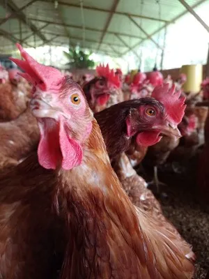 gallinas-granja-avicola-alianza