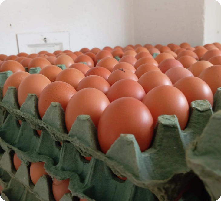 slider-2-imagen-a-huevos-de-la-granja