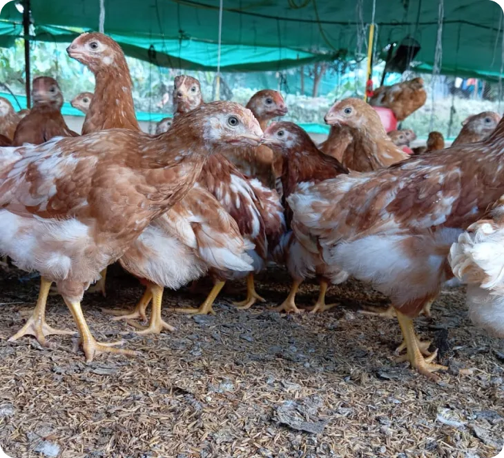 slider-2-imagen-e-huevos-de-la-granja