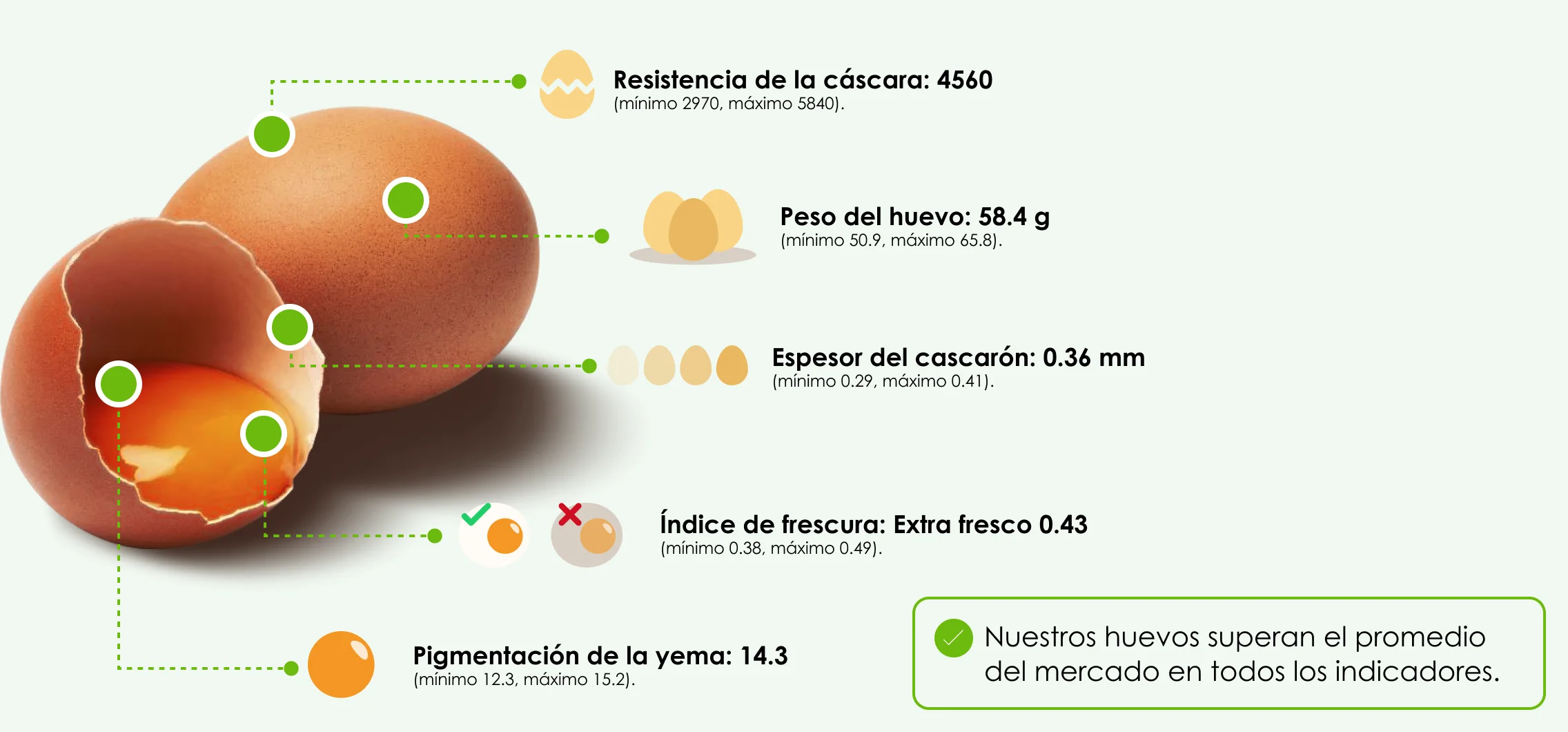 infografia-caracteristicas-huevos-avicola-alianza