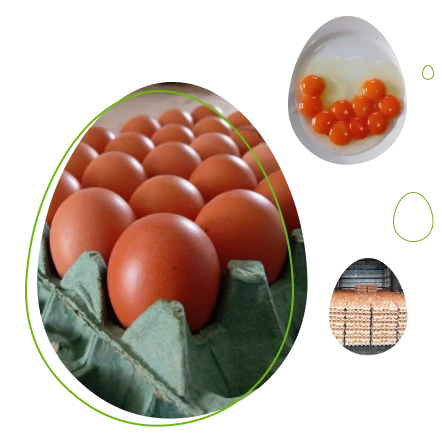 huevos-cubeta-avicola-alianza